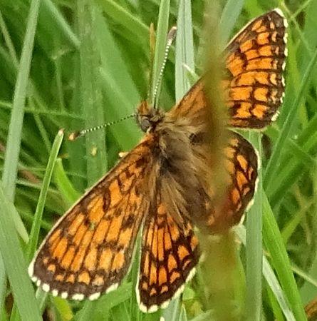 Réf. 232 615 : Melitaea parthenoides